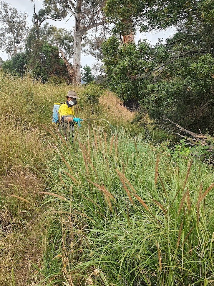 spraying of African Feather Grass (DCP)